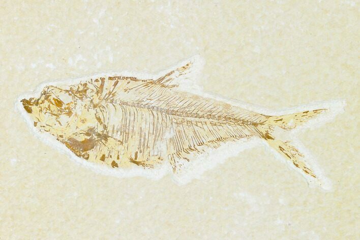 Fossil Fish (Diplomystus) - Green River Formation #149822